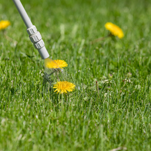 Roundup weed killer